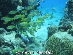 Cozumel 6/08 taken in submersible B.O.B with 3.2 megapixe... by Kevin Garofalo 